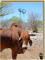 Brahmanbulle