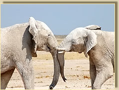 El&eacute;fant dans le parc d'Etosha