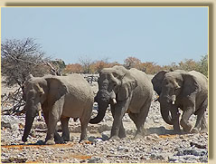 Elefant in Etosha