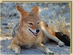Schakal in Etosha