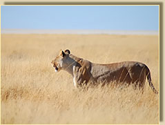 Lion in Etosha