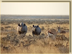 Rhino in Etosha
