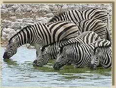 Z&eacute;bra dans le parc d'Etosha